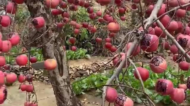 Farm Fresh Ninja Fruit Cutting Desi Satisfying Fruit Ninja Fruit Ideas | Amazing Fruits Video