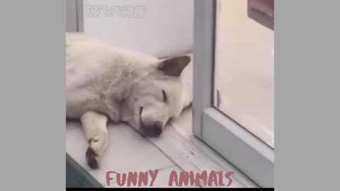 Funny Cuts And Dogs#1 New 2021