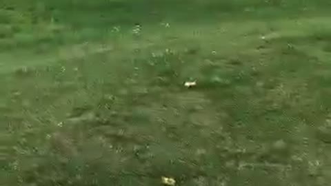 Guy kicks cake in middle of grassy field