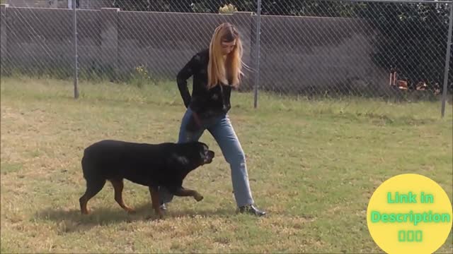 dog train at home