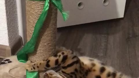 Bengal cat and elastic