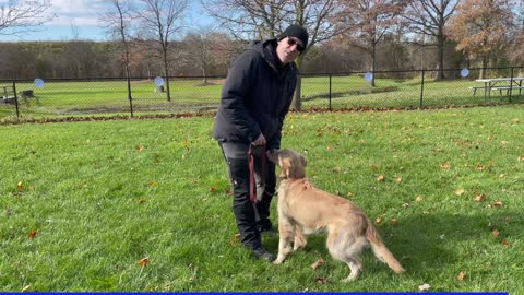 Adult Dog Training Starts With THESE 3 SKILLS!