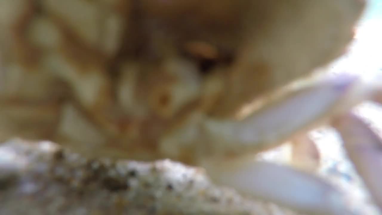 Underwater shot of an ocean crab on the sea floor bottom