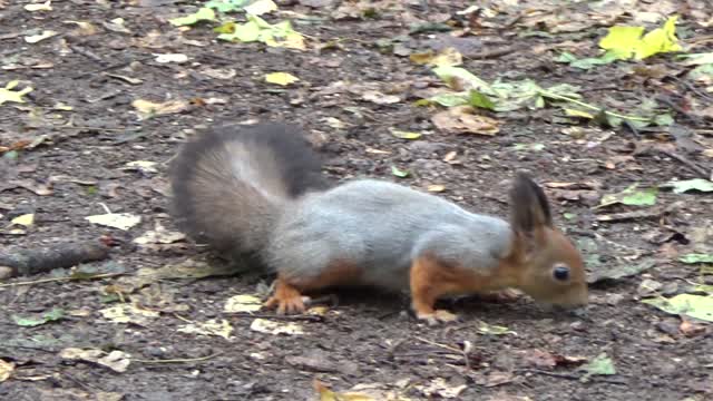 Cute Squirrel Looking For Food In Forest