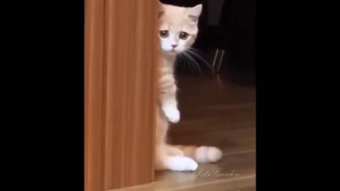 videos of the most fun and cute animals