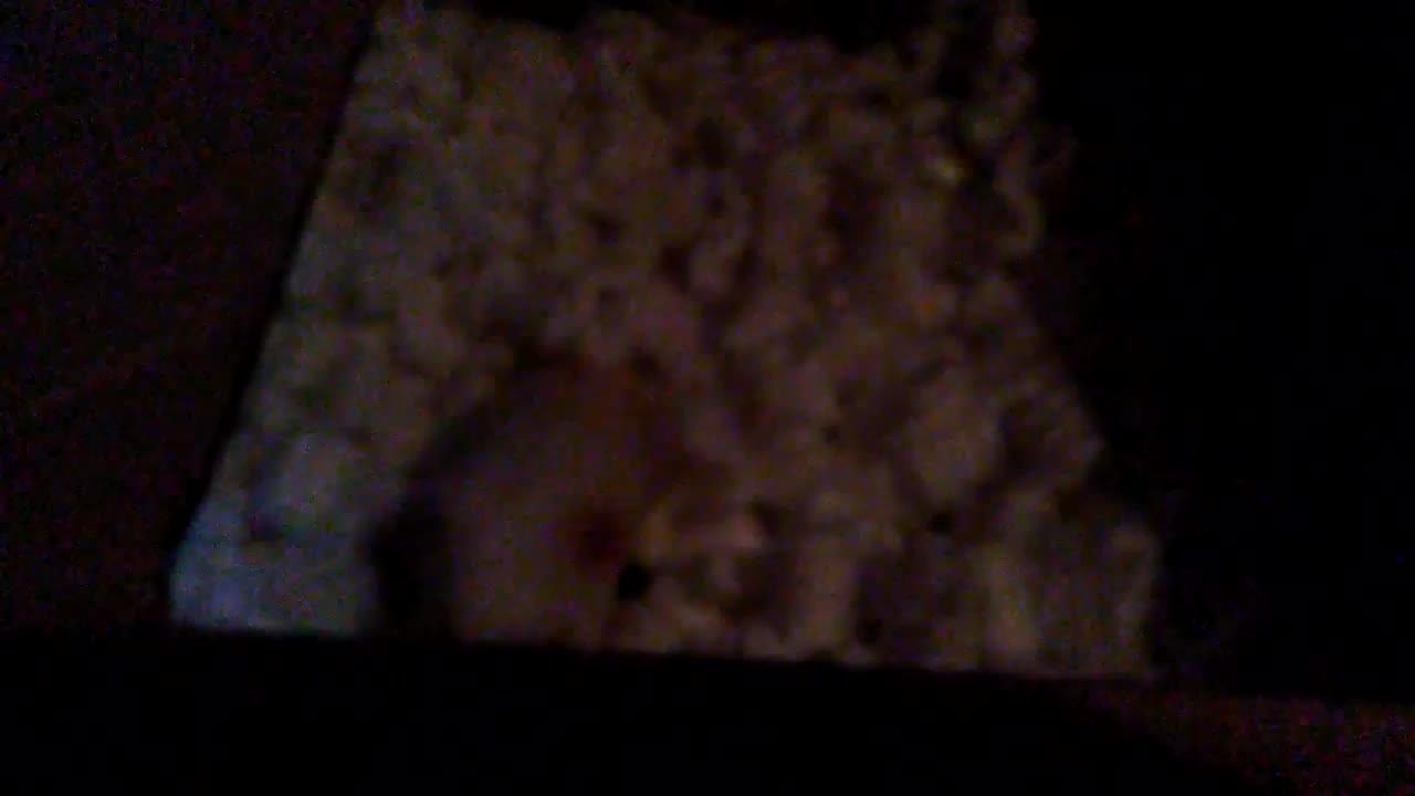 Cute ferret playing. Snowball's night time swim in packing peanuts. See description.