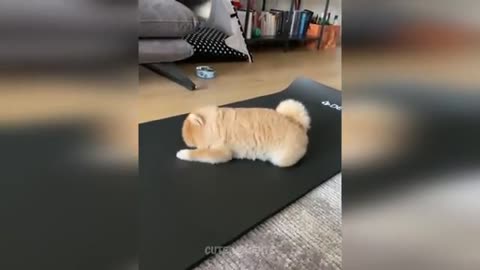 The Animal Videos
