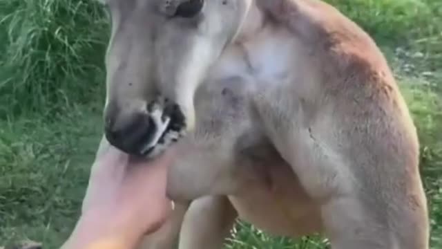 Cute animal interacting with Human