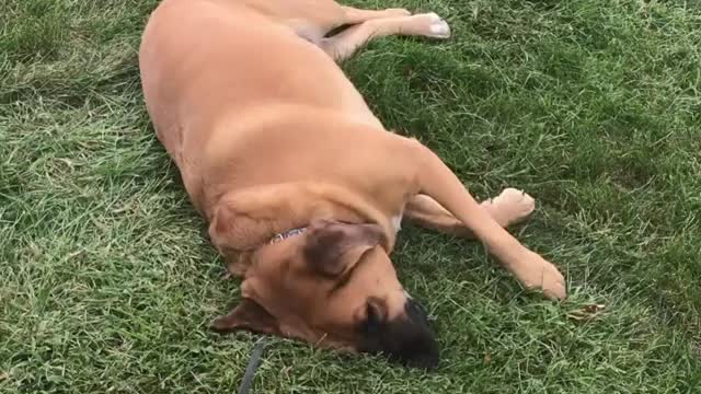 Dog Loves the Gras and Dont Wanna Get Up