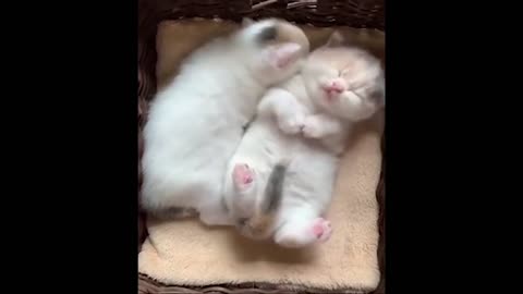 Funny cute and adorable pets compilation #3