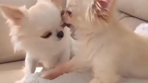 Cute Dog fall in love