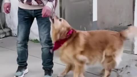 The dog asked the Master to wash clothes for his Grandma.