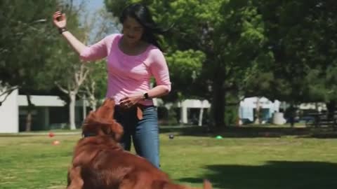 Dog training video