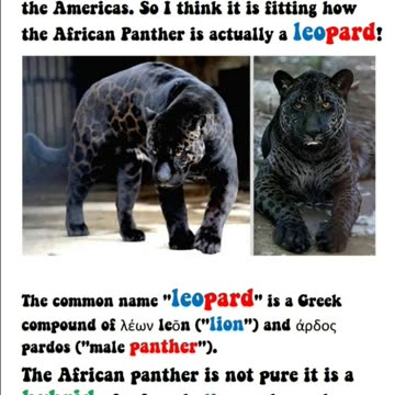 Did you know that leopards are found in Africa not black panthers?