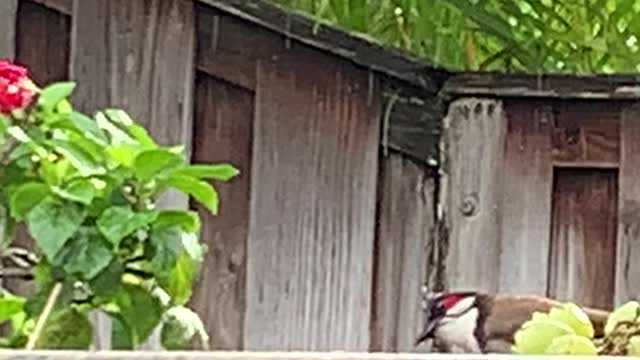 Red Whiskered Bulbuls can’t wait for me to wire tie the grapes