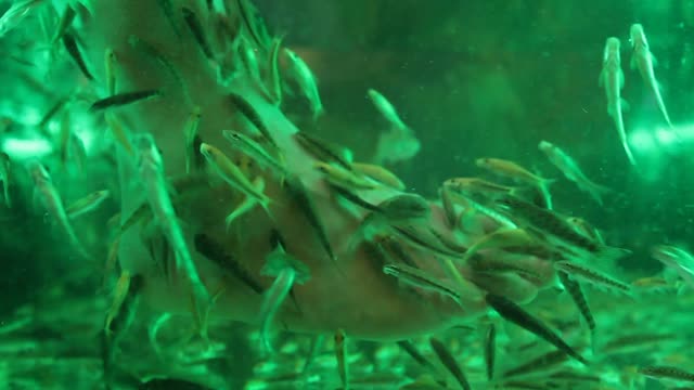 Fish eating skin