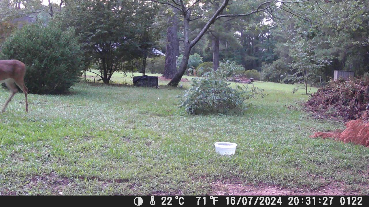 Backyard Deer