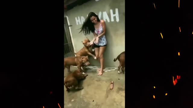 Funny video of a lady with dogs