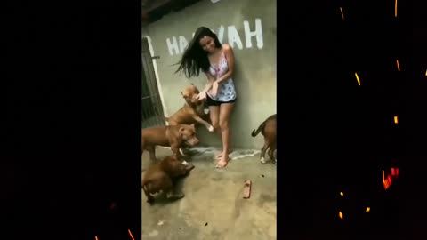 Funny video of a lady with dogs