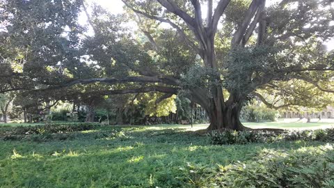 86 Year Old Fig Tree Cracks and Collapses