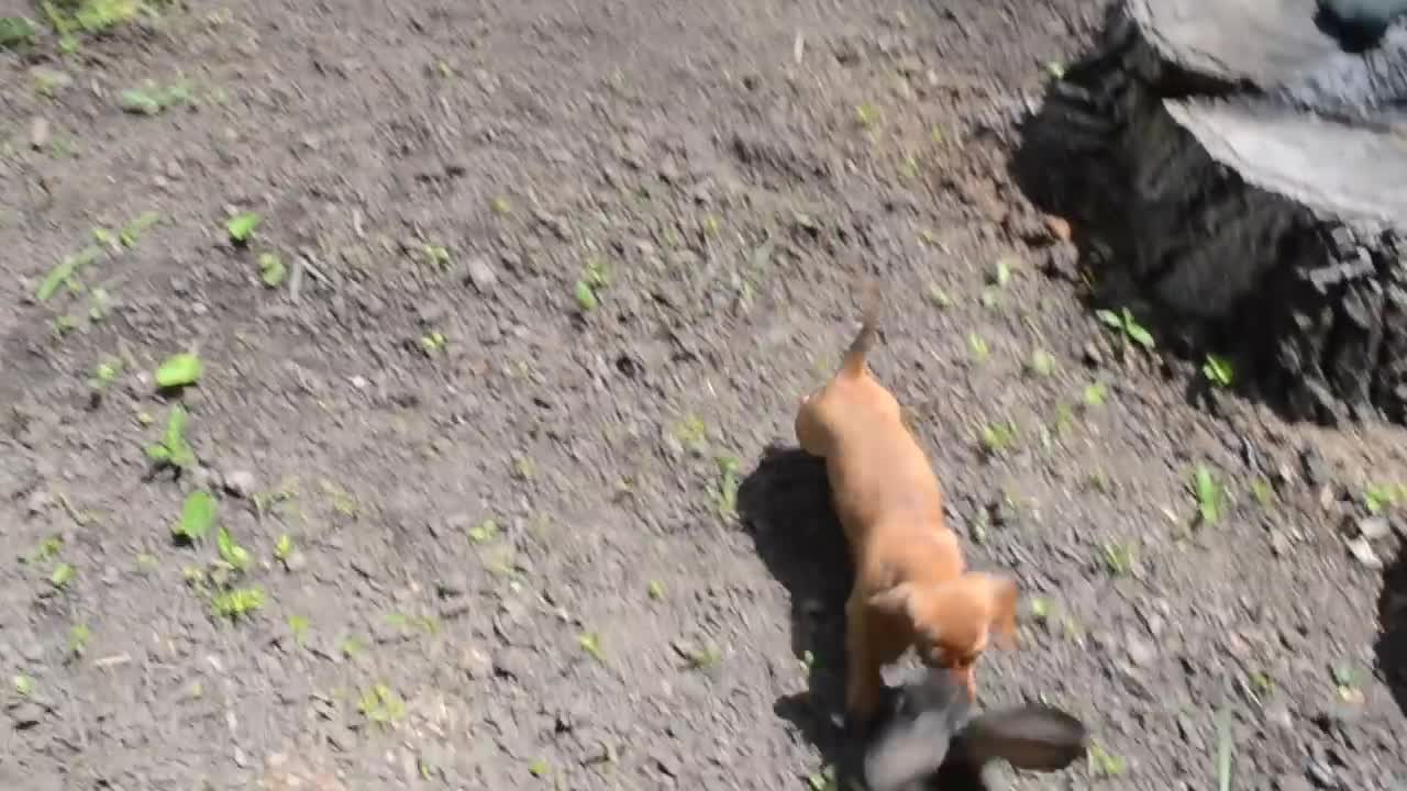 A rabbit runs away from a dachshund puppy