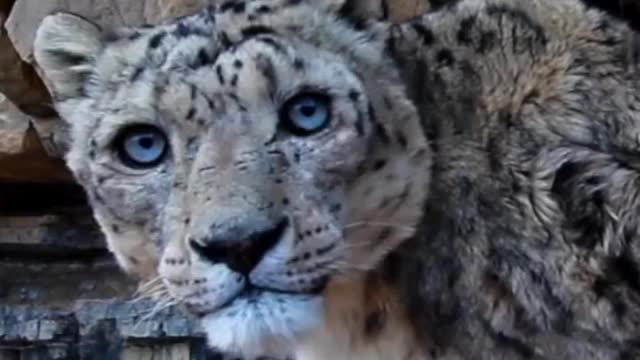 Leopard scared for the camera