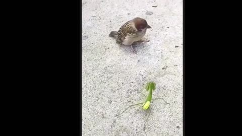 Funny cat video #funny cat 😺🐈