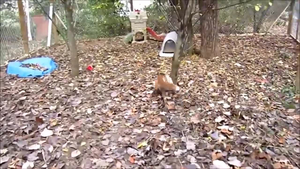 Adorable Baby Fox Pups