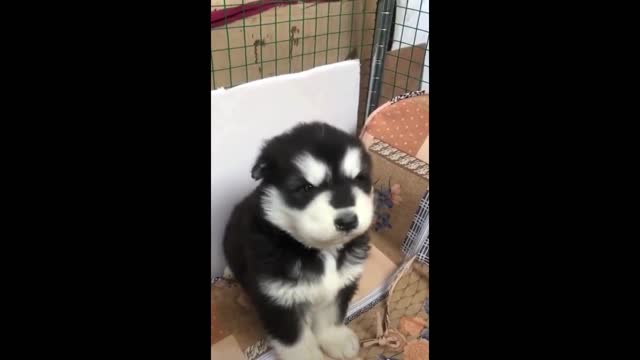 little cute howling dog