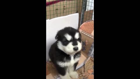 little cute howling dog