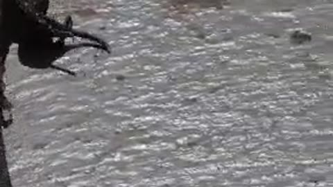 See the alligator