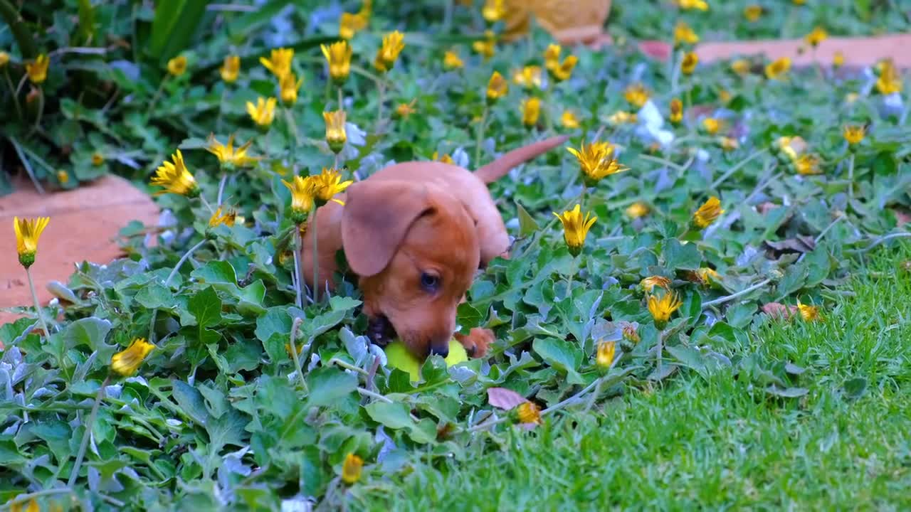 babyDogs- cute and funnydog compilation.#25.cute puppies doing funny things 2020.#8.NATURE WILDLIFE.