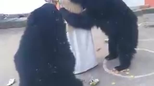 Wild bear drinking fruity moongai mata temple