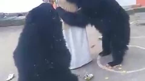 Wild bear drinking fruity moongai mata temple