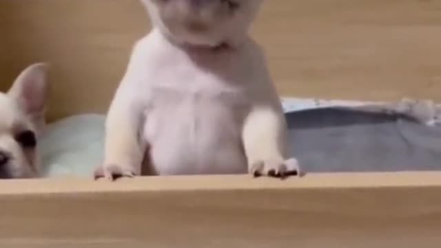 What does he say this cute dog...