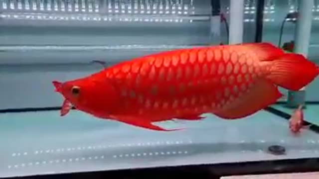 Arowana