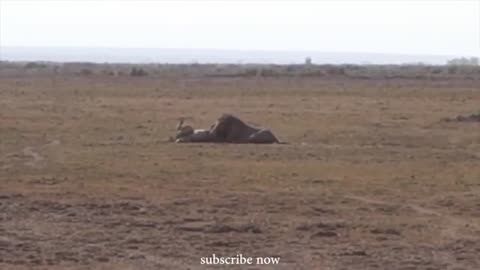 Lion vs lions fighting