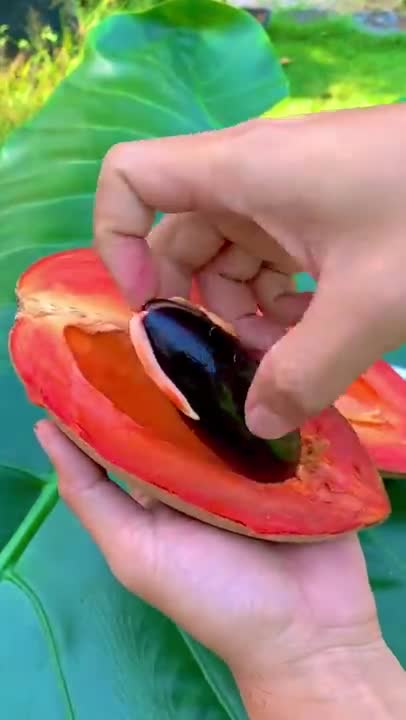 Belah mamey sapote sawo meksiko #mameysapote #sawomeksiko