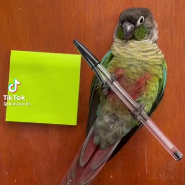 Pen holder