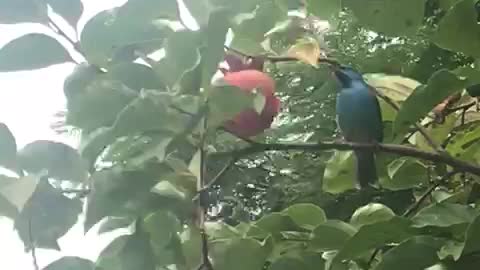 Cute bird thinks it is not being seen.