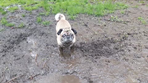 Mud Pug!