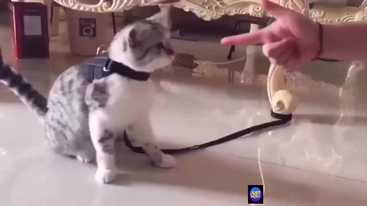 cute cat lovers