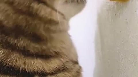 When cats meet catnip.
