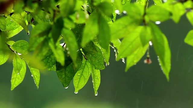 Relaxing Rain Sound