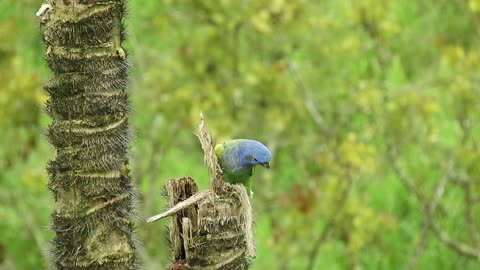 bird-wings-flight-wildlife_animal