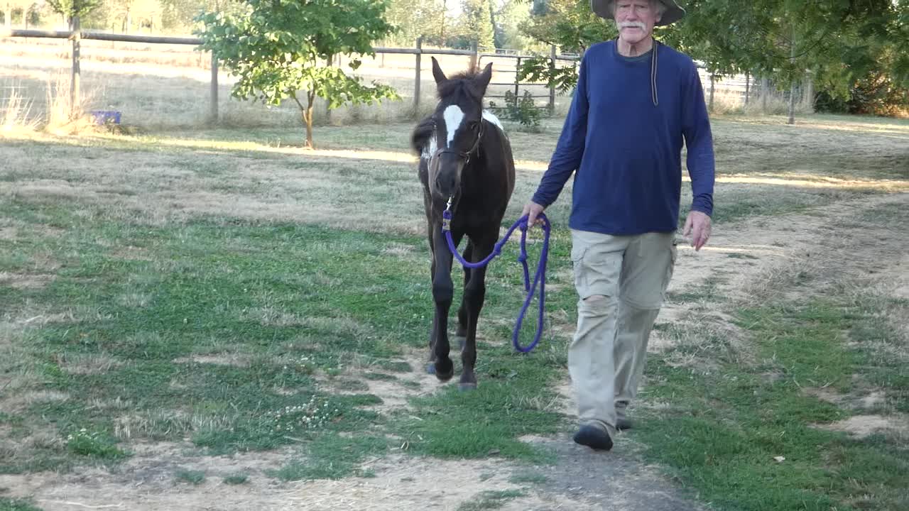 Arkeo 2022 appaloosa colt leading