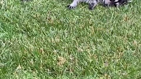 Raccoon Gets Into Stash