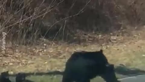 Mamma Bear Struggles with Cubs