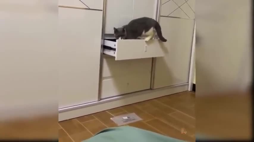 Funny cat playing change tout mind๐ฝ๐ผ๐๐ป
