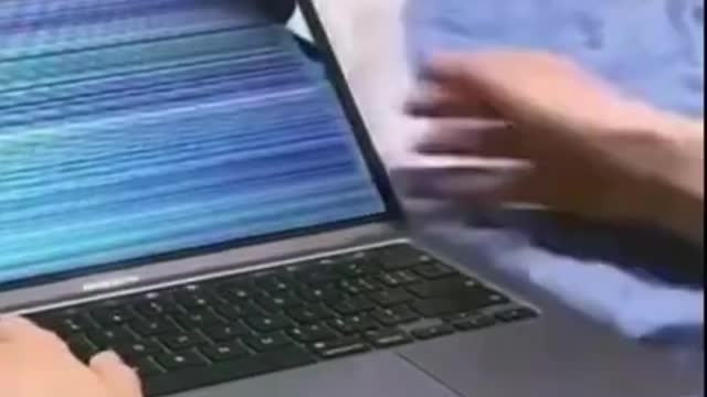 The cat bite laptop